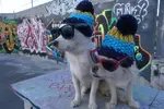 urban-dogs-graffiti.webp