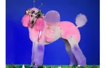20-Bizarre-Dog-Haircuts-10.webp