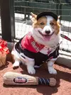 baseball-dogs-a-435.webp
