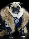 upload_2016-8-19_12-32-17.webp