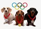 olympics-dogs.webp