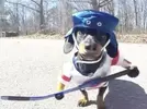 knxv dachshund wiener dog hockey_1459978824952_35654098_ver1.0_640_480.webp