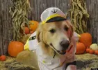 doghalloween301013.webp