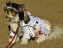 dressed-dogs-1.webp