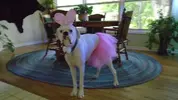 bunny_ballerina.webp
