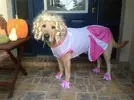 cheerblonde.webp