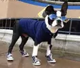 cool-dog-in-sneakers.webp