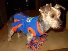 florida-gators-cheerleader-dog-dress-1884.webp