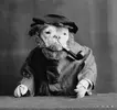 lol-dogs-vintage-1905-3.webp