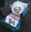 dog-as-baby-287x300.webp