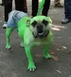 Top-10-Scary-and-Angry-Hulk-Dogs-2.webp