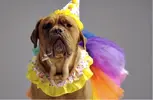 20150227-funny-dog-videos-enough-with-cute-pets-give-us-tutus-and-lederhosen-2.webp