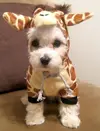 c458667c5c7dfe97c1c7e11cb5de6ead.webp