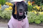 Guide Dogs B.webp
