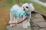Dog-hair-style-5.webp