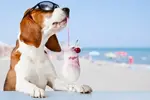 Dogs.webp