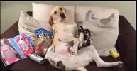 Its-A-Dogs-Dream-Life.webp