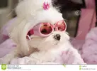 cute-fashion-diva-puppy-maltese-dog-wearing-pink-goggle-sunglasses-32409546.webp
