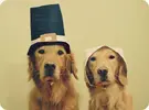 thanksgiving-dog.webp