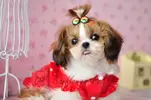 2015-New-Pet-accessories-mini-exquisite-gem-font-b-tiara-b-font-font-b-Dogs-b.webp