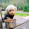camping-dogs-8.webp