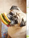 dog-toy-3733112.webp