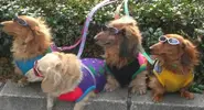 dog-spring-break.webp