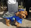 Hurricane_Irene_dog_dostume.webp