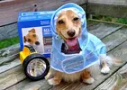 hurricane_ready_dog.webp