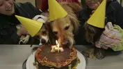 petparty.webp