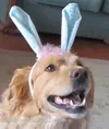 easterjeffFB.webp