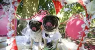 imgID78815344.jpg.gallery.webp