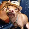 tuna the doog inastagram    0057.webp