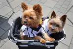 f-iran-dog-crackdown-a-20160626.webp