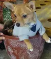 Ted-the-dog-2.webp