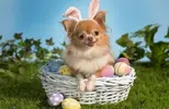 easter-dog-e1427901732650.webp