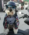 Nuevos-perros-sombrero-lindo-de-moda-de-mascotas-productos-para-mascotas-de-moda-del-sombrero...webp