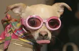 dog-612239.webp