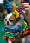 WP-PetHalloween-Dog-MissChiquita.webp