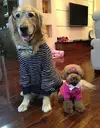 cute-dog-fashion-dog-lovely-dog-puppy-Favim.com-664157.webp