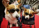 New+Year+Dog+Party+Fashion+Show+TInXyY5Sfsgl.webp