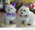 new-year-dogs-400x319.webp