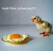 Chicken 2.webp