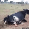 Dog 1.gif