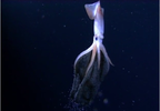 squid-babies.webp