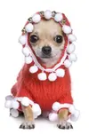 dogs-dressed-as-santa.webp
