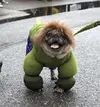 Top-10-Scary-and-Angry-Hulk-Dogs-1.webp