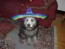 070224_13384_shaggyinhat002_ug.grid-6x2.webp
