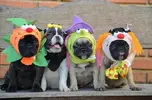 a.baa-Four-very-cute-dogs.webp