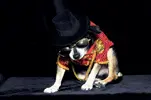 anthony-rubio-king-of-pop-michael-jackson-couture-dogs-pet-fashion.webp